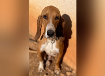 JAX, liebevoll und lebendig auf der Suche nach aktivem Zuhause
