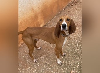 JAX, liebevoll und lebendig auf der Suche nach aktivem Zuhause