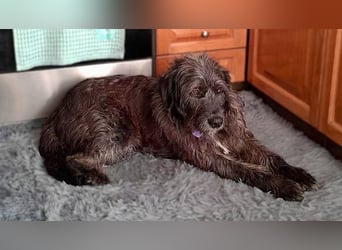 Goldschatz TROY, aus schlimmen Verhältnissen gerettet, hat so viel Liebe zu geben