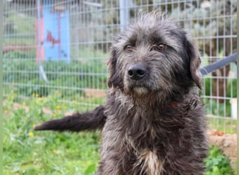 Goldschatz TROY, aus schlimmen Verhältnissen gerettet, hat so viel Liebe zu geben