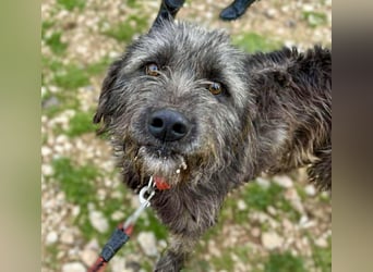Goldschatz TROY, aus schlimmen Verhältnissen gerettet, hat so viel Liebe zu geben