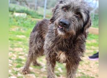 Goldschatz TROY, aus schlimmen Verhältnissen gerettet, hat so viel Liebe zu geben