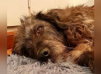 Goldschatz TROY, aus schlimmen Verhältnissen gerettet, hat so viel Liebe zu geben