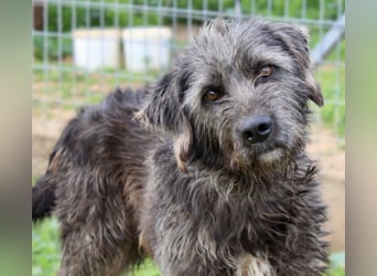 Goldschatz TROY, aus schlimmen Verhältnissen gerettet, hat so viel Liebe zu geben