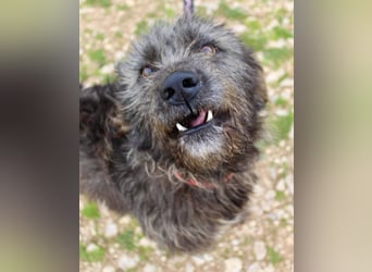 Goldschatz TROY, aus schlimmen Verhältnissen gerettet, hat so viel Liebe zu geben