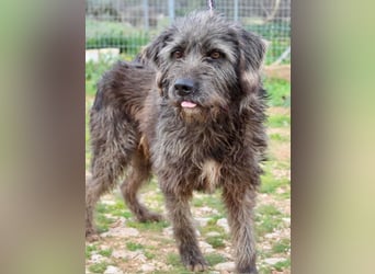 Goldschatz TROY, aus schlimmen Verhältnissen gerettet, hat so viel Liebe zu geben