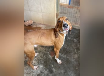 JAX, liebevoll und lebendig auf der Suche nach aktivem Zuhause