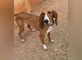 JAX, liebevoll und lebendig auf der Suche nach aktivem Zuhause