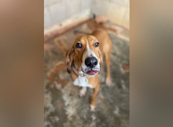 JAX, liebevoll und lebendig auf der Suche nach aktivem Zuhause