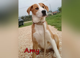 Amy geb. 11/2025 (GRC) - soziale + glückliche Maus sucht ihre eigene Familie!