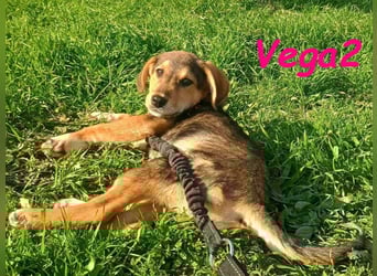 Vega2 geb. 08/2025 (GRC) - zärtliche und anhängliche Welpin!