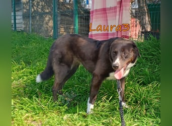 Laura3 geb. 06/2019 (GRC) - schüchterne Schönheit wünscht sich ein ruhiges Zuhause!