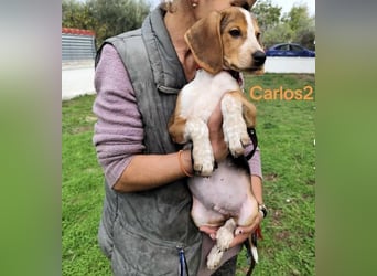 Carlos2 geb. 08/2025 (GRC) - neugieriger und aufgeschlossener, kleiner Welpe!