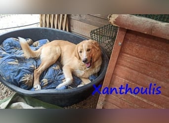 Xanthoulis geb. 01/2019 (GRC) - kluger, fröhlicher und menschenbezogener Rüde!