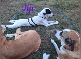 Jiji 07/2023 (in Deutschland) - ruhige und sanfte, wundervolle junge Hündin!