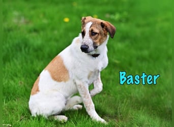Baster geb. 10/2021 (in Deutschland) - sportlicher, verschmuster und aufmerksamer Rüde!