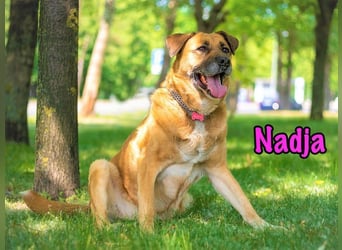 Nadja geb. 01/2017 - treue und verschmuste Hündin mit goldenem Herz!