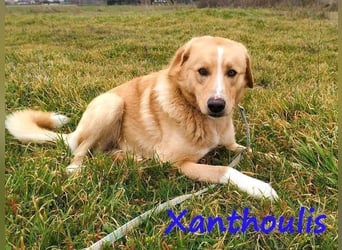 Xanthoulis geb. 01/2019 (GRC) - kluger, fröhlicher und menschenbezogener Rüde!