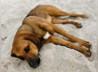 Bono2 geb. 10/2024 (GRC) - entspannter und menschenbezogener Junghund!