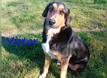 Victor geb. 07/2023 (GRC) - wunderschöner und menschenbezogener Junghund!