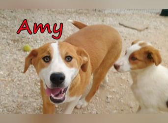 Amy geb. 11/2025 (GRC) - soziale + glückliche Maus sucht ihre eigene Familie!