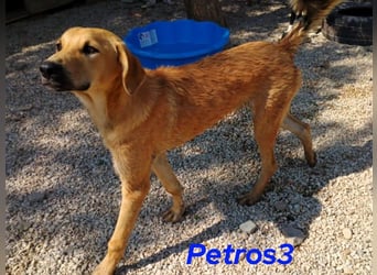 Petros3 geb. 12/2024 (GRC) - ausgeglichener, freundlicher und geselliger Junghund!