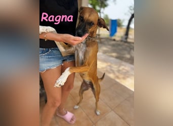 Ragna geb. 01/2025 (ESP) - gutgelaunte, freundliche Junghündin auf der Suche!