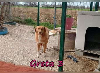 Greta3 geb. 05/2019 (GRC) - freundliche und schüchterne Schönheit will endlich ankommen!