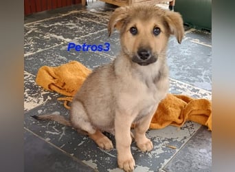 Petros3 geb. 12/2024 (GRC) - ausgeglichener, freundlicher und geselliger Junghund!