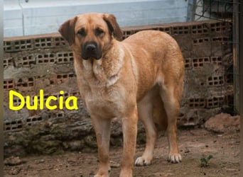 Dulcia geb. 12/2019 (ESP) - sanftmütige, schüchterne Hündin sucht einfühlsames Zuhause!