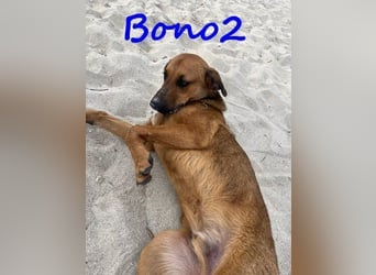 Bono2 geb. 10/2024 (GRC) - entspannter und menschenbezogener Junghund!