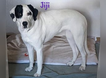 Jiji 07/2023 (in Deutschland) - ruhige und sanfte, wundervolle junge Hündin!