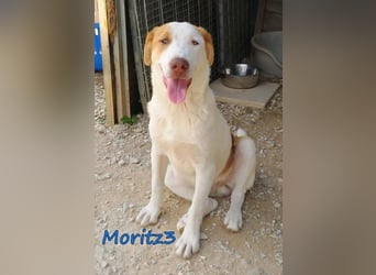 Moritz3 geb. 12/2025 (GRC) - freundlicher und verspielter Welpe sucht seine eigene Familie!