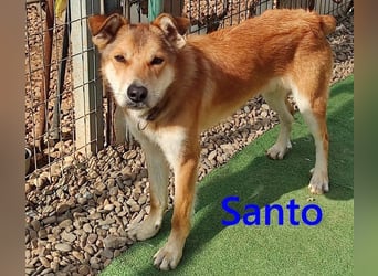 Santo geb. 02/2024 (ESP) - verspielter und lieber Rüde!