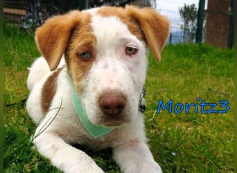 Moritz3 geb. 12/2025 (GRC) - freundlicher und verspielter Welpe sucht seine eigene Familie!