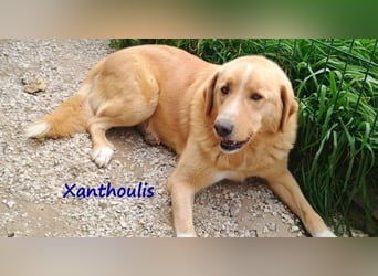 Xanthoulis geb. 01/2019 (GRC) - kluger, fröhlicher und menschenbezogener Rüde!