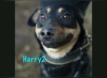 Harry2 geb. 12/2021 - ein Engel auf 4 Pfoten!