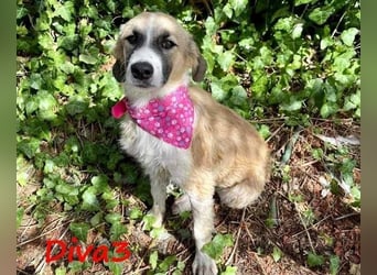 Diva3 geb. 07/2023 (GRC) - lebensfrohe, liebe und verspielte Junghündin!