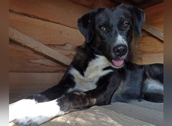 Laura3 geb. 06/2019 (GRC) - schüchterne Schönheit wünscht sich ein ruhiges Zuhause!