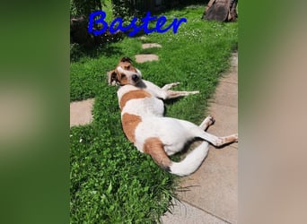 Baster geb. 10/2021 (in Deutschland) - sportlicher, verschmuster und aufmerksamer Rüde!