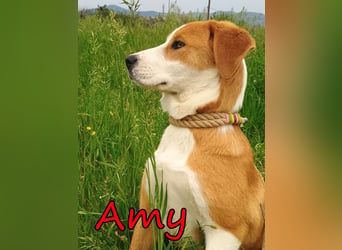 Amy geb. 11/2025 (GRC) - soziale + glückliche Maus sucht ihre eigene Familie!