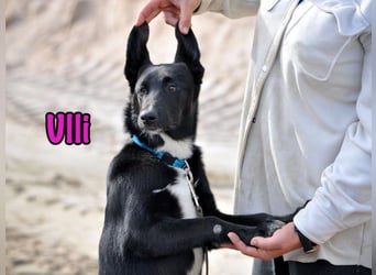 Ulli geb. 03/2025 - fröhliches und neugieriges Mädchen!