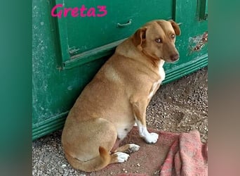Greta3 geb. 05/2019 (GRC) - freundliche und schüchterne Schönheit will endlich ankommen!