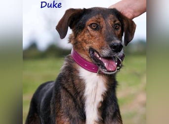 Duke geb. 02/2021 (GRC) - sensibler Rüde möchte endlich das Tierheim verlassen!