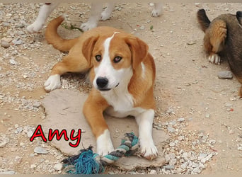 Amy geb. 11/2025 (GRC) - soziale + glückliche Maus sucht ihre eigene Familie!