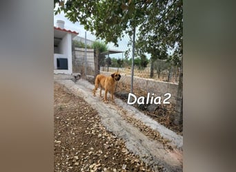 Dalia2 geb. 10/2018 (ESP) - verspielte, sanfte und zurückhaltende Hündin!