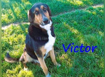 Victor geb. 07/2023 (GRC) - wunderschöner und menschenbezogener Junghund!
