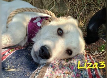 Liza3 geb. 03/2025 (GRC) - verspielte und neugierige Griechische Schäferhund Mix Welpin!