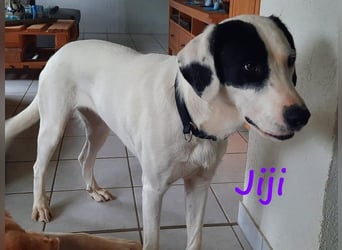 Jiji 07/2023 (in Deutschland) - ruhige und sanfte, wundervolle junge Hündin!