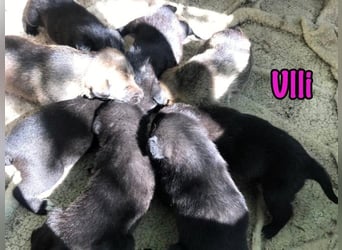 Ulli geb. 03/2025 - fröhliches und neugieriges Mädchen!